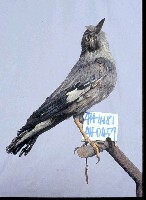 絲光椋鳥藏品圖，第4張